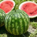 Sugar Baby Watermelon Seeds - 45pcs Heirloom Non-GMO Seeds for Planting (Citrullus lanatus)