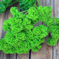Curled Parsley Live Starter Plants, Set of 2, Triple Moss, Petroroselinum crispum, Moisture-Wrapped, Home Garden Herbs