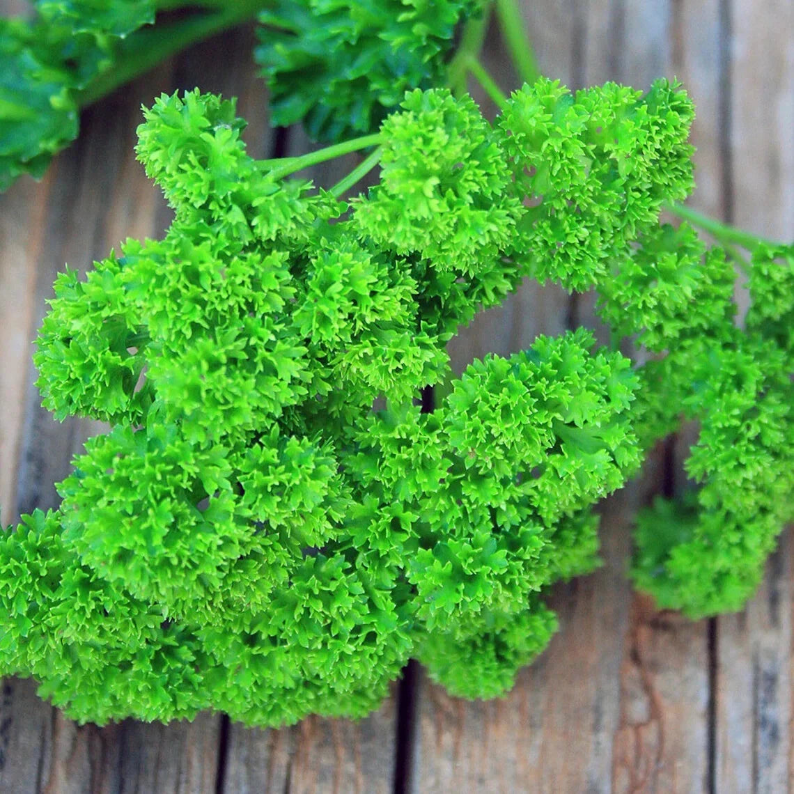 Curled Parsley Live Starter Plants, Set of 2, Triple Moss, Petroroselinum crispum, Moisture-Wrapped, Home Garden Herbs