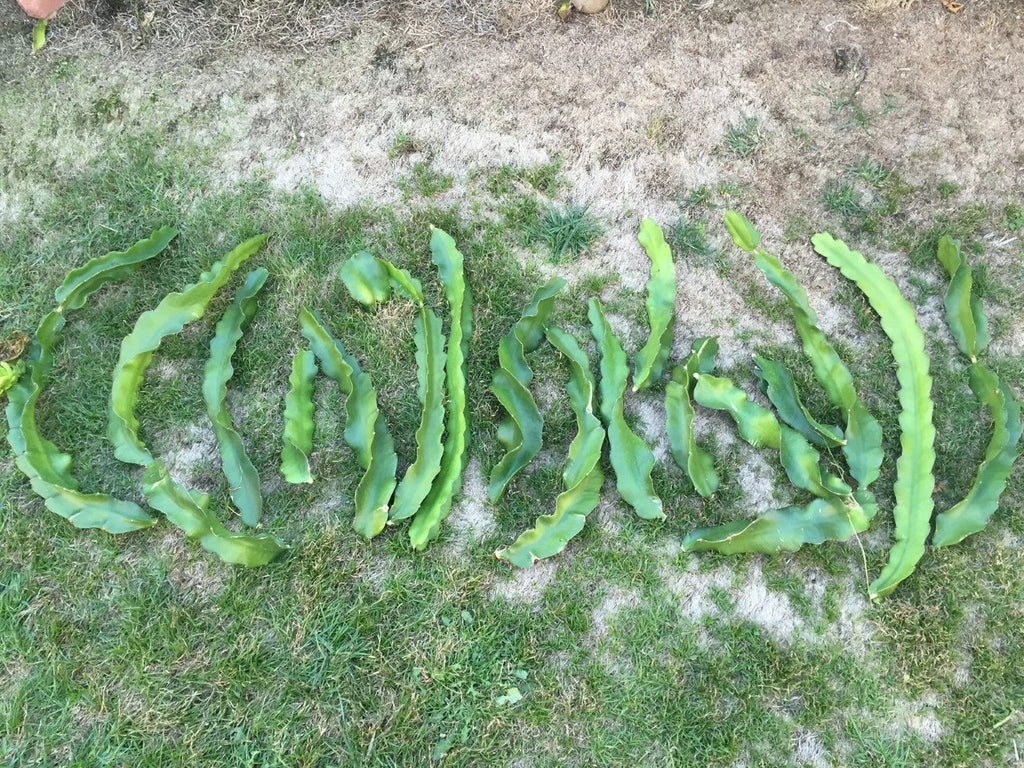 2 Red Dragon Fruit Cuttings 9–14" | Physical Graffiti Variety | Hylocereus Hybrid | Sweet Flesh, Fast Grower, Rare Edible Cactus