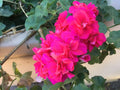 Geranium Cuttings 8 Cuts Salmon Pink Double Ivy Pelargonium for Rooting