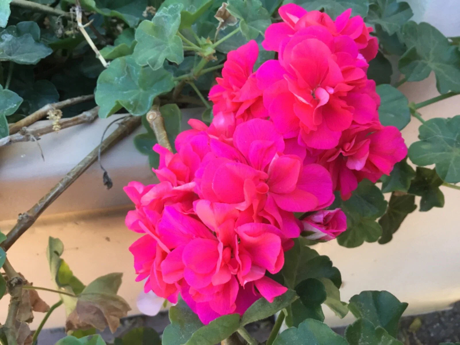 Geranium Cuttings 8 Cuts Salmon Pink Double Ivy Pelargonium for Rooting
