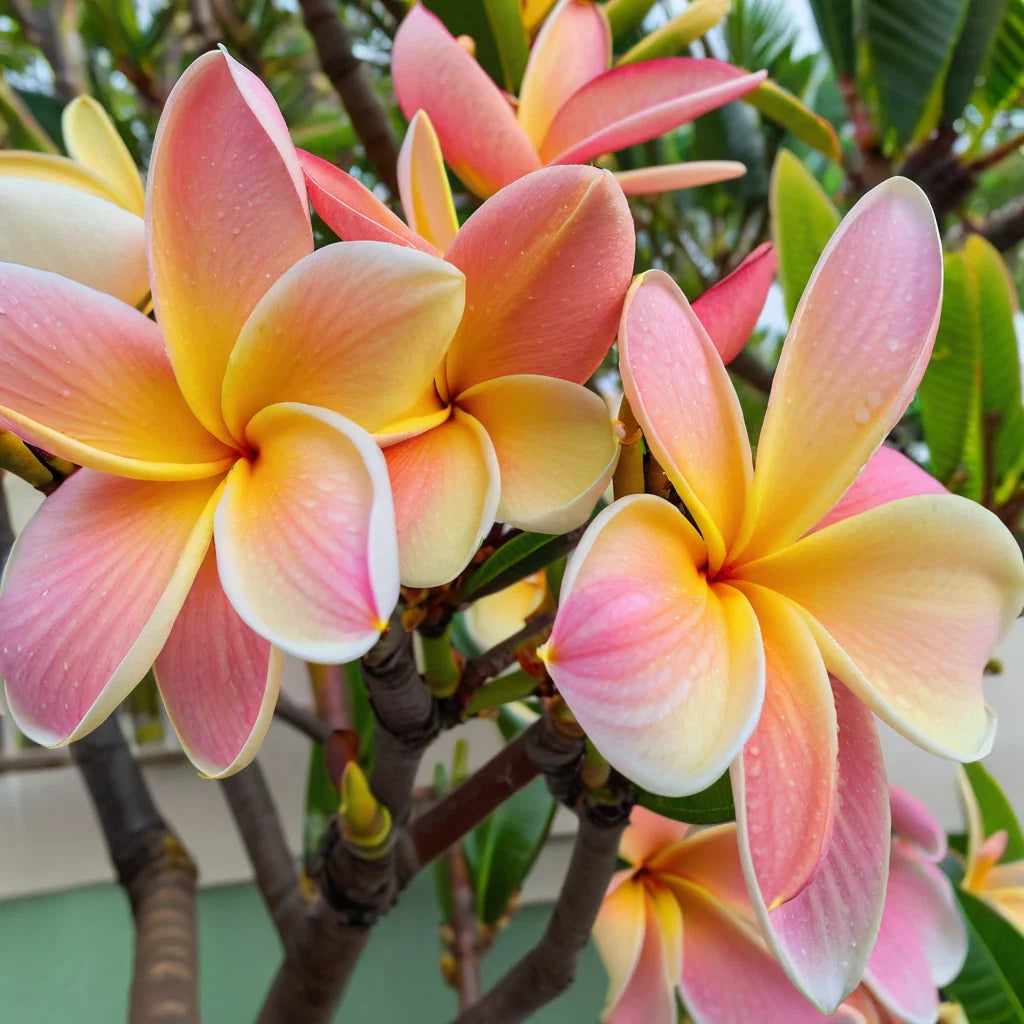 Plumeria Seeds - 5 White Blush Yellow Hawaiian Flower Seeds - Perennial Plants (Plumeria spp.)