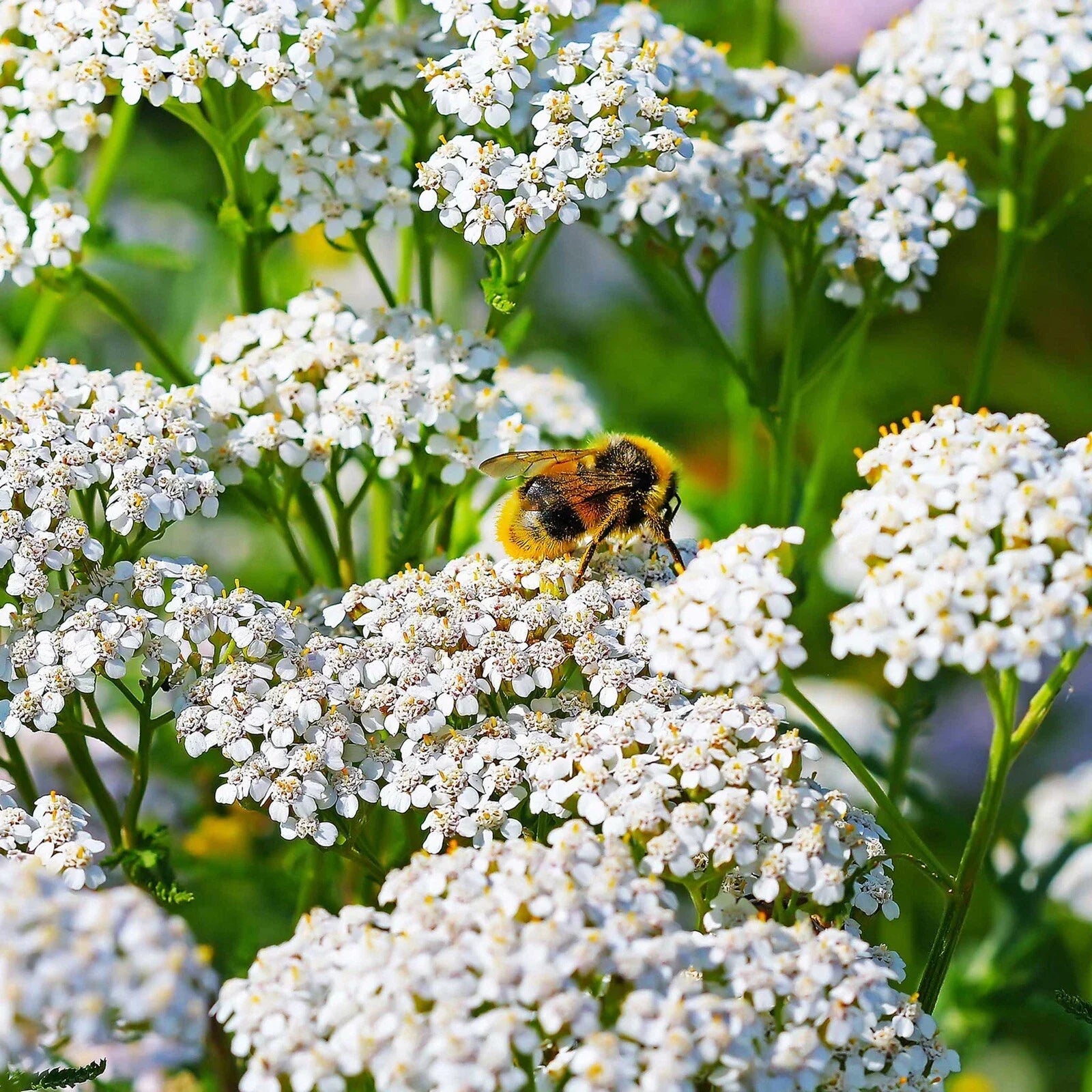 Yarrow Seeds 2000+ Count White Non-GMO Perennial Pollinator (Achillea millefolium)