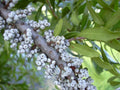 Northern Bayberry Seeds - 20 Count - Myrica pensylvanica - Hardy Shrub for Landscaping and Erosion Control