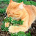 Catnip Seeds - 500+ Count - Nepeta Cataria - Ideal for 2025 Planting in Herb Garden