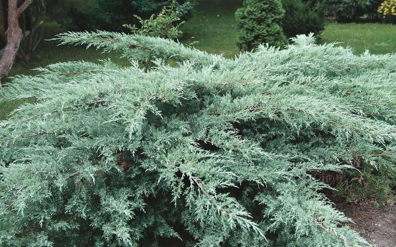 Juniper Hedge Plant Cuttings Set of 12+ | Juniperus spp. | Non-Rooted Greenery for Landscaping and Gardening