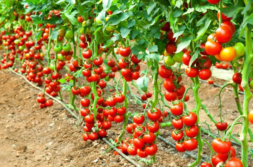 Early Cascade Tomato Seeds - 30+ Heirloom Organic Non-GMO - Rare Variety - Perfect for Home Garden