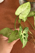 Syngonium Podophyllum Cutting - Rooted Arrowhead Plant - Healthy Houseplant - Indoor Greenery