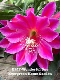 Epiphyllum Orchid Cactus Plant "Wonderful One" in 4" Starter Pot - Rooted Indoor Succulent (Epiphyllum oxypetalum)