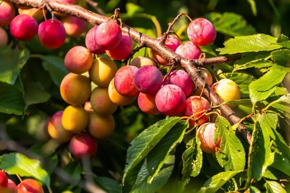 American Plum Bonsai Tree Seedling - Small, Hardy, Prunus Americana, Ideal for Indoor or Outdoor Cultivation