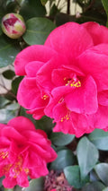 Large Red Camellia Cuttings, Eight Stems, Prolific Bloomer, Camellia japonica
