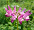 Chinese Milkvetch Seeds | 50 Pack | Astragalus sinicus | Drought-Resistant Perennial Herb