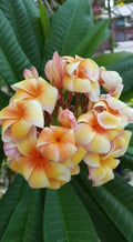 Plumeria Seeds - 5 Yellow Orange Flower Seeds - Perennial Plants - Frangipani (Plumeria spp.)