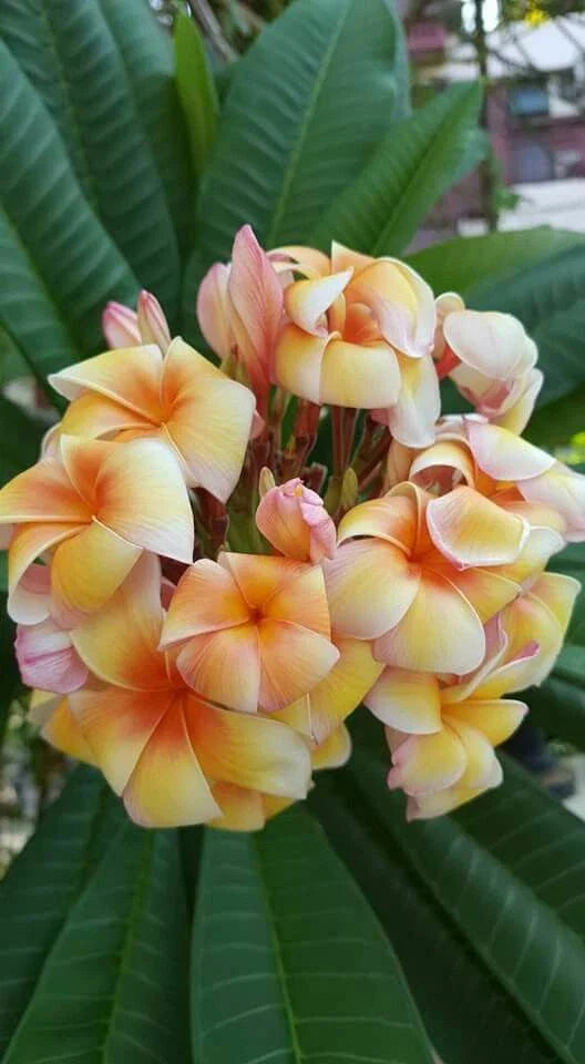 Plumeria Seeds - 5 Yellow Orange Flower Seeds - Perennial Plants - Frangipani (Plumeria spp.)