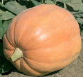Mammoth Gold Giant Pumpkin Seeds - Heirloom Organic NON-GMO - 20 Seeds - Ideal for 40-60 lbs Pumpkins - Cucurbita maxima