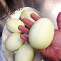 Dragon Eggs Seeds - 30 Count - White Cucumbers (Cucumis sativus) - Unique Variety for Home Gardening