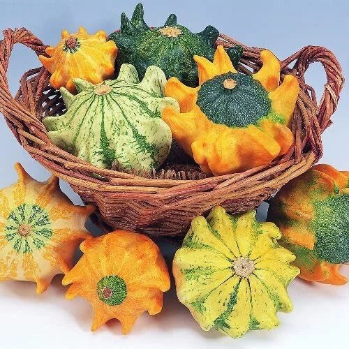 Crown of Thorns Gourd Seeds, 20 Seeds, Exotic Squash with Fingers, Lagenaria siceraria