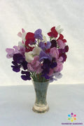 Old-Fashioned Mixture Sweet Pea Seeds - 50+ Pack - Lathyrus odoratus - Non-GMO Garden Seeds - USA