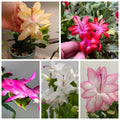Thanksgiving/Christmas Cactus Cuttings 5 Fresh Cuttings Different Colors Labeled Schlumbergera spp.