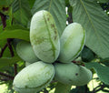 Live Paw Paw Tree - Semi Bare Rooted Plant - Asimina Triloba - 10" Tall Fruit Tree for Gardens and Orchards