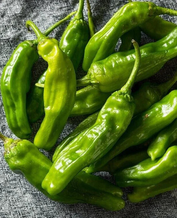 Organic Shishito Pepper Seeds - 25 Fresh Premium Seeds - Japanese Variety (Capsicum annuum)