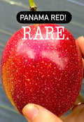 Panama Red Passion Fruit Live Plant - Super Rare Variety - Passiflora edulis 'Panama Red'