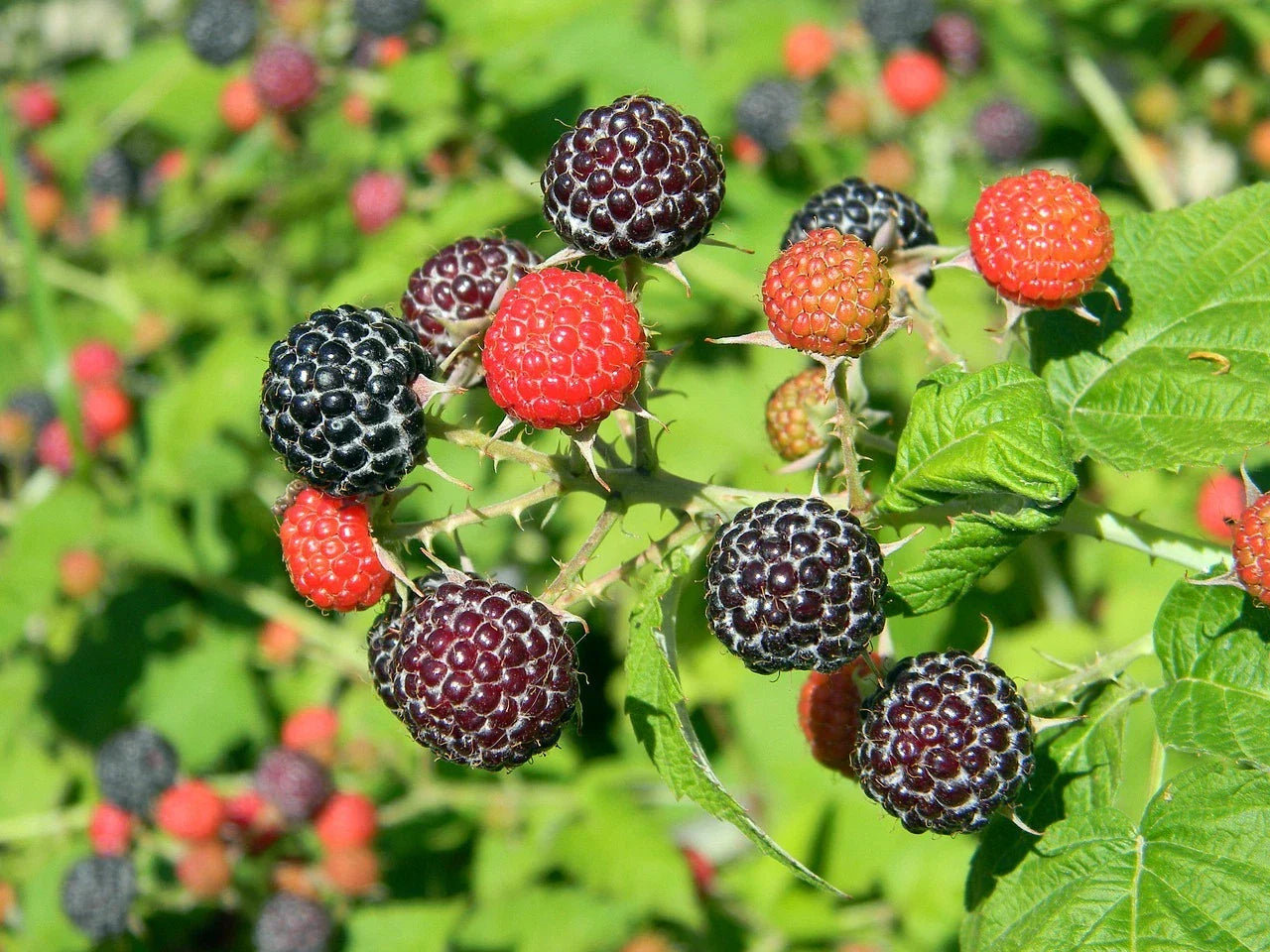 Black Raspberry Bush 100 Seeds - Organic, Sweet Flavor, Rubus occidentalis