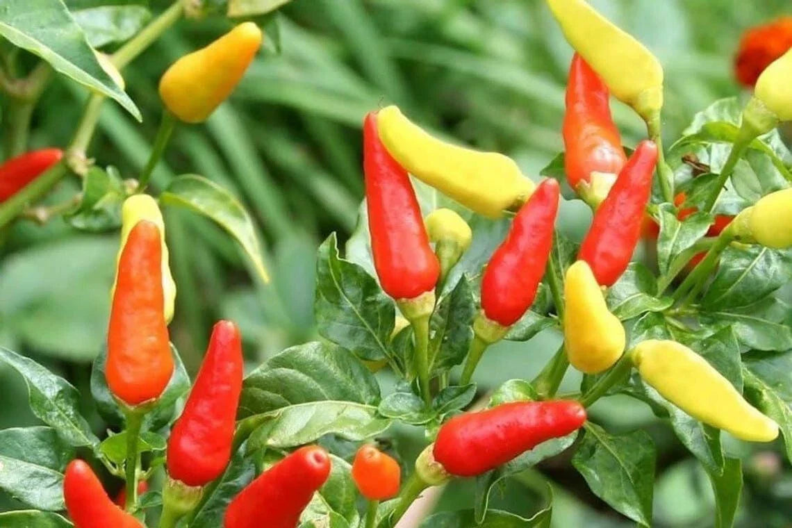 Tabasco Hot Pepper Seeds - 30 Count - Ideal for Chili Sauce - Capsicum frutescens - Fresh Garden USA