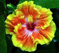 Rooted Tropical Hibiscus Plant - Tahitian Sunset Splendor - Hibiscus rosa-sinensis - Ships Bare Root