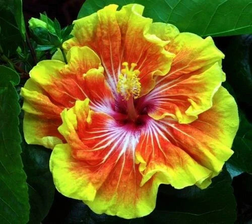 Rooted Tropical Hibiscus Plant - Tahitian Sunset Splendor - Hibiscus rosa-sinensis - Ships Bare Root