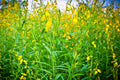 Wildflower Seeds - 20 Smooth Rattlebox Seeds - Crotalaria pallida - Native Wildflower Seed Mix for Garden