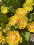 Cold Hardy Paddle Cactus Cuttings 3 Pack Opuntia Humifusa ‘Inermis’ Unrooted Cactus for Gardening and Planting