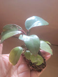 Live Potted Philodendron "Black Cardinal" 2" Well Rooted Indoor Plant (Philodendron 'Black Cardinal')