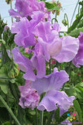 Serenity Sweet Pea Seeds - 50+ Count for Garden Planting - Lathyrus odoratus - USA Grown, Free Shipping
