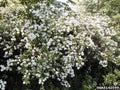Ninebark Plants - 12-18in Ornamental Shrub - Physocarpus opulifolius - Set of 3 - Deciduous Landscape Bushes