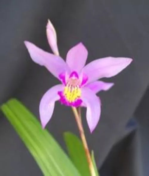 Orchid Plant Bletilla Yokohama 'Kate' 3" Pot Cold Hardy Rooted
