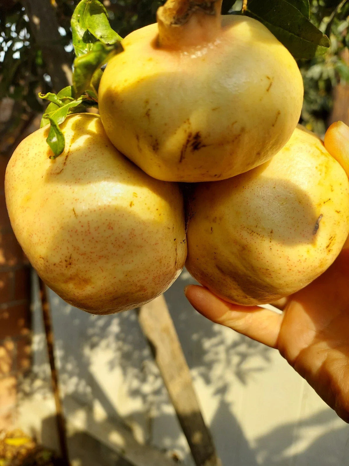 Rare Organic White Pomegranate Cuttings - 10 Premium Propagation Cuttings - Punica granatum