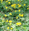 Peanut Seeds - 20 Count - Arachis hypogaea - Grow Your Own Garden Peanuts - Easy Planting