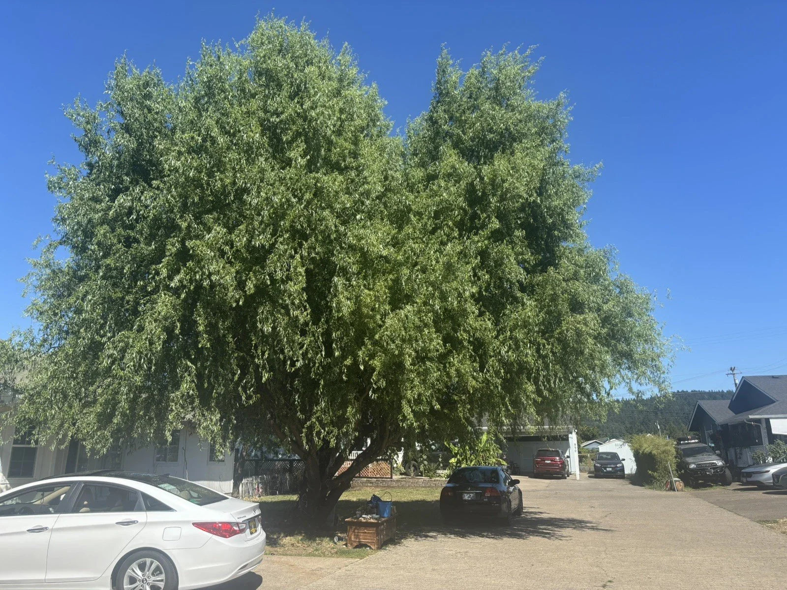 Weeping Willow Tree Cuttings - Live Plants for Crafts - Salix babylonica - 5 Branches