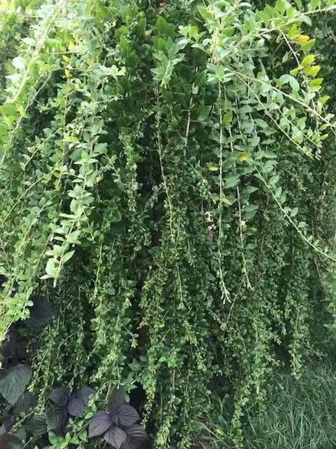 Goji Berry Cuttings - 12 Fresh Cuttings - Lycium barbarum - Perfect for Home Garden