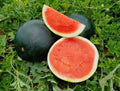 Sweet Black Diamond Watermelon Seeds - 20 Premium Seeds - Heirloom Variety - Citrullus lanatus