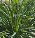 Garlic Chives Seeds - 150+ Seeds - Chinese Leek Jiu Cai - Broadleaf Nira - Allium tuberosum