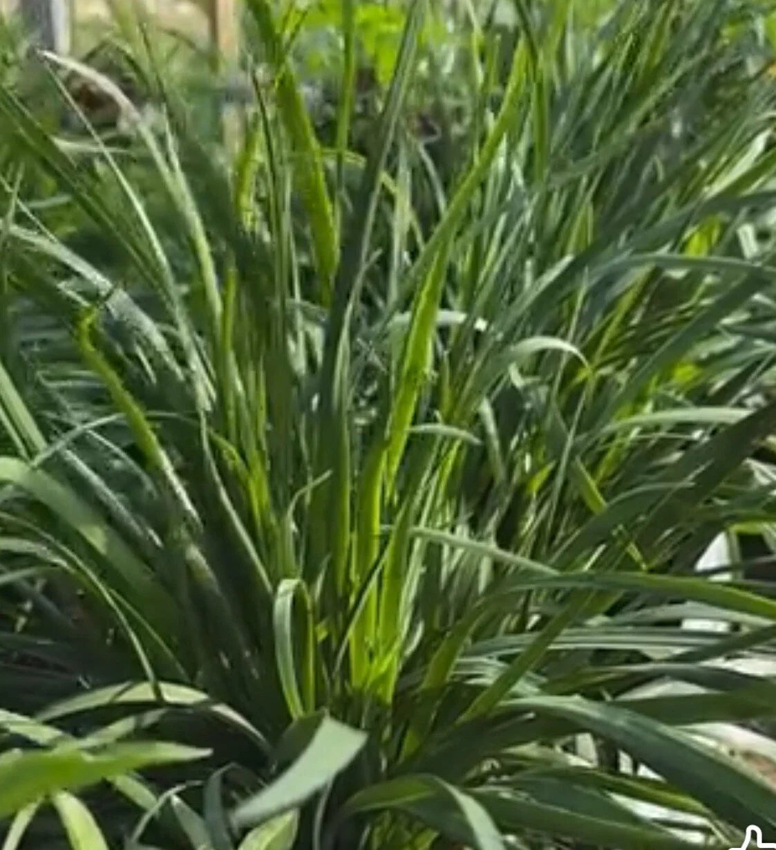 Garlic Chives Seeds - 150+ Seeds - Chinese Leek Jiu Cai - Broadleaf Nira - Allium tuberosum