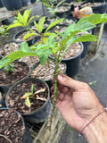 Mexican Sunflower Live Cuttings - Tithonia Diversifolia - 15 Fresh Cuttings for Gardening and Landscaping