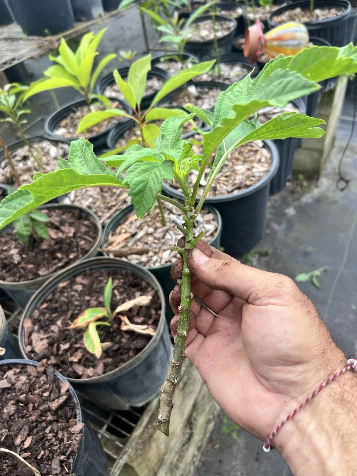 Mexican Sunflower Live Cuttings - Tithonia Diversifolia - 15 Fresh Cuttings for Gardening and Landscaping