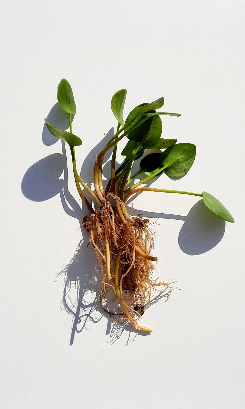 Live Frogbit Limnobium laevigatum | Hardy Floating/Marginal Aquatic Pond & Bog Plant | Bareroot Water Garden Oxygenator