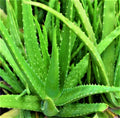 Organic Aloe Vera Plant – 6–8” Tall Live Potted Starter | Medicinal Succulent for Skin Care, Healing, Indoors or Outdoors