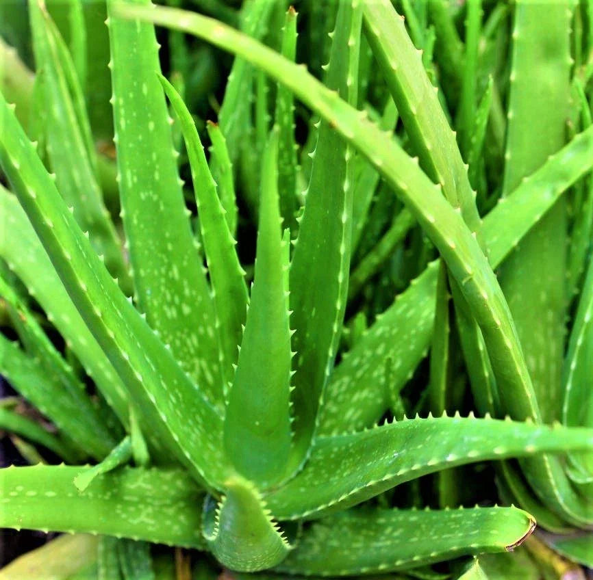 Organic Aloe Vera Plant – 6–8” Tall Live Potted Starter | Medicinal Succulent for Skin Care, Healing, Indoors or Outdoors