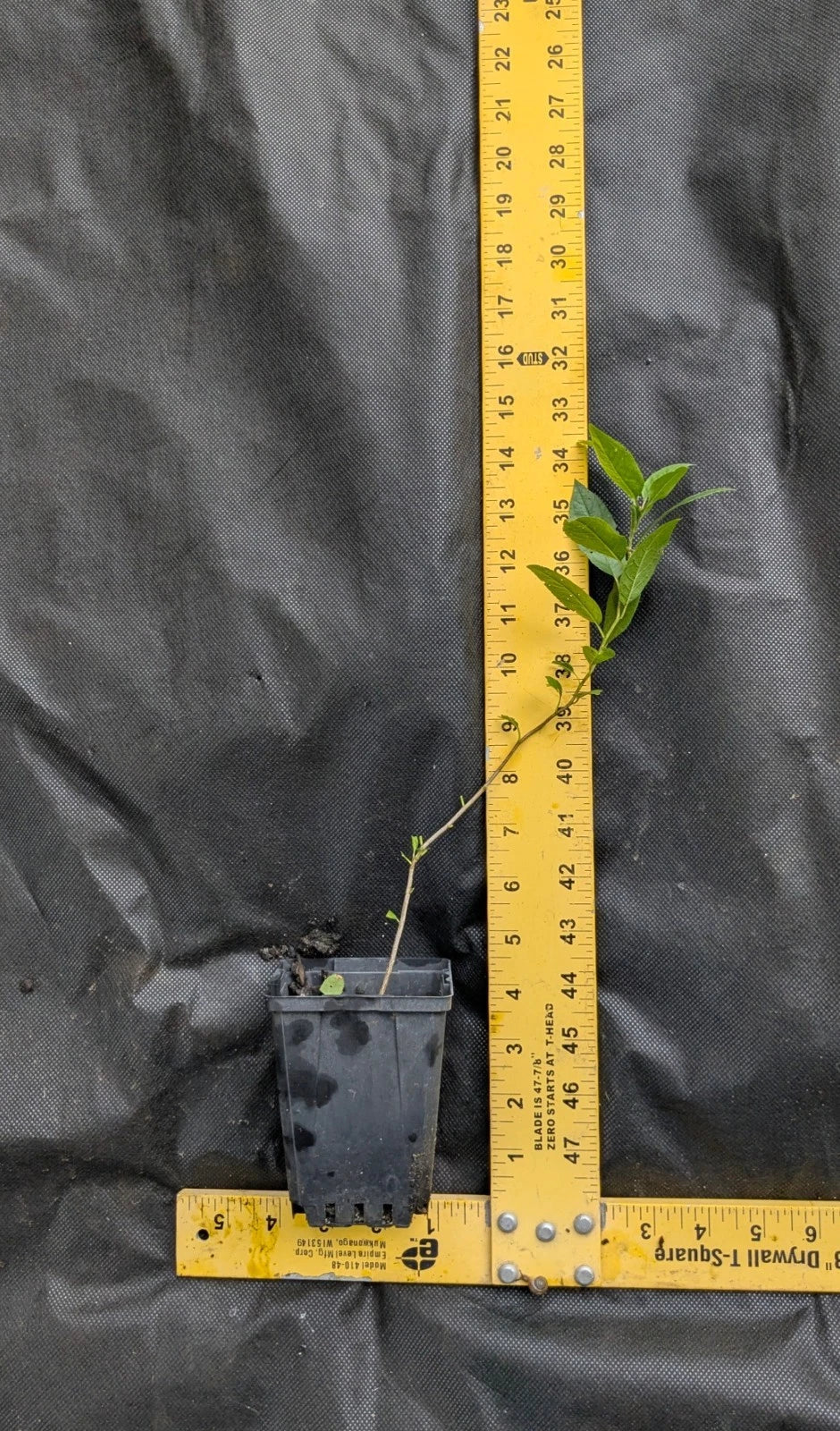 Beach Plum Tree 1 ft Tall | Prunus maritima Live Plant | Deer Resistant | Native Fruit Tree | Drought & Salt Tolerant Shrub